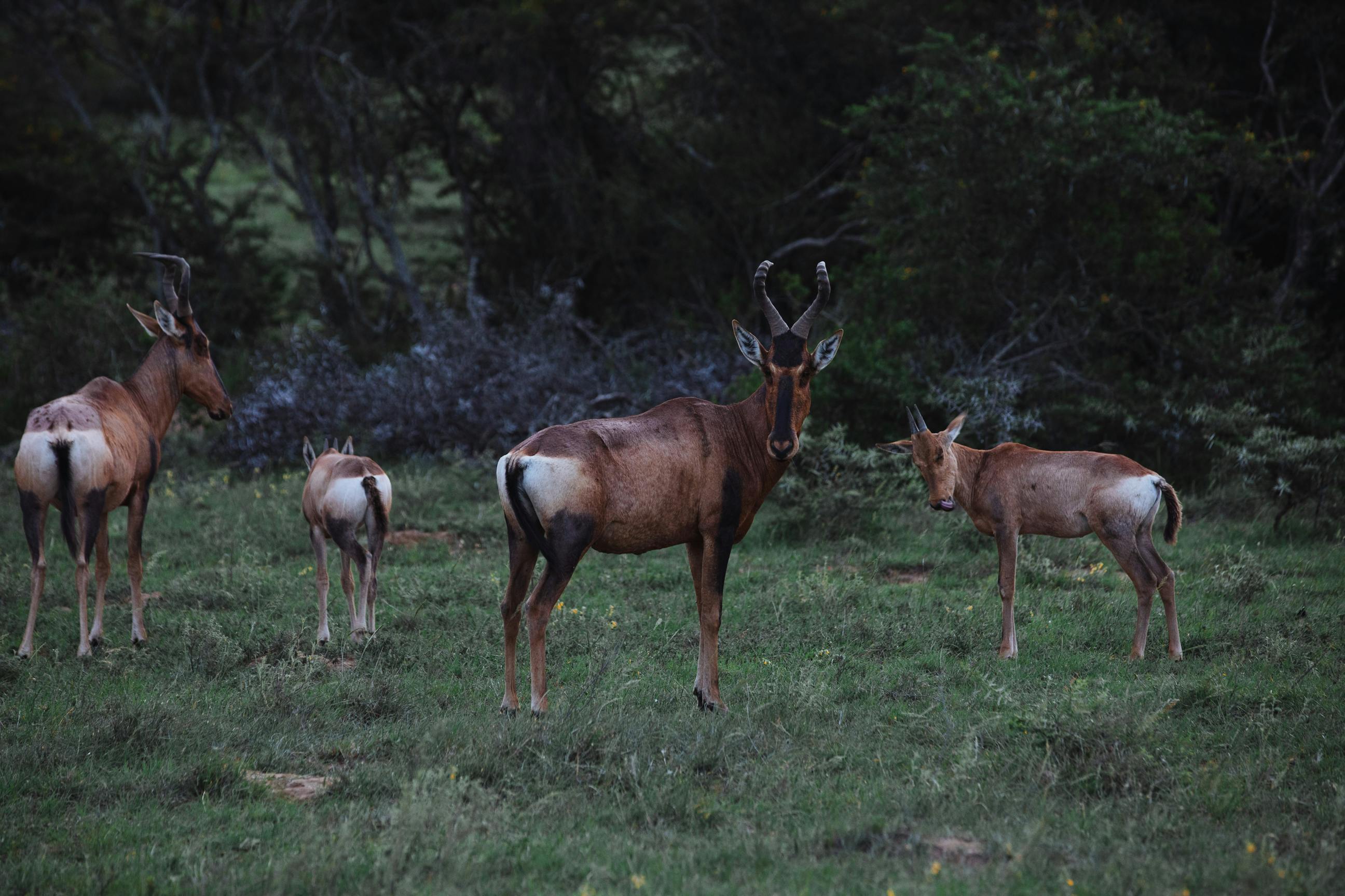 Great Migration