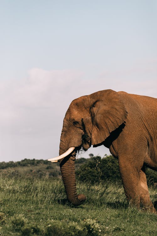 Huge elephant with long trunk standing on green meadow