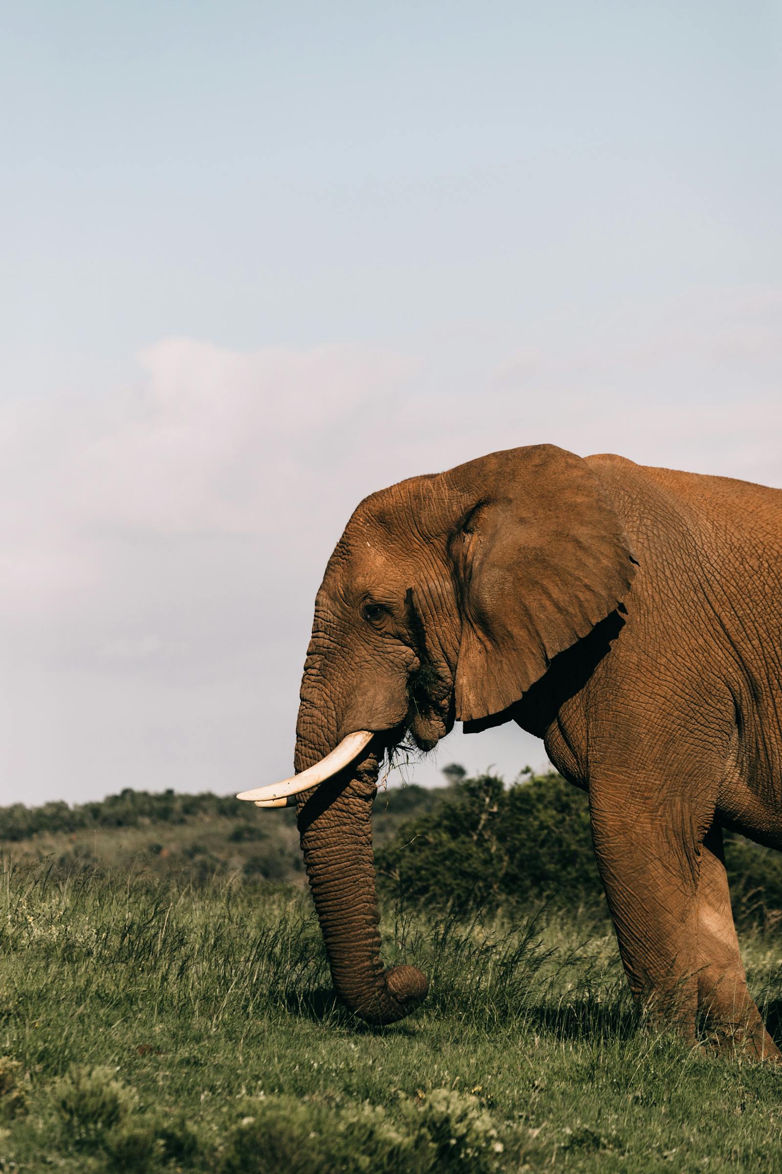 Serengeti Great Migration Safari