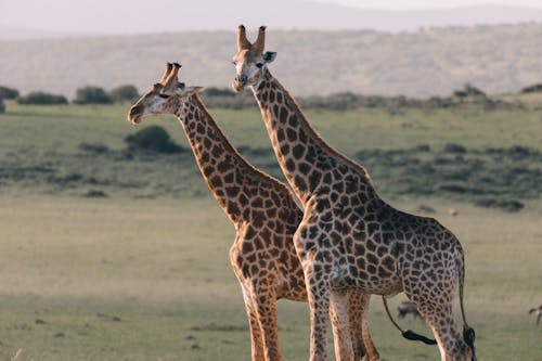 Gratis lagerfoto af dyrefotografering, dyreliv, giraffer