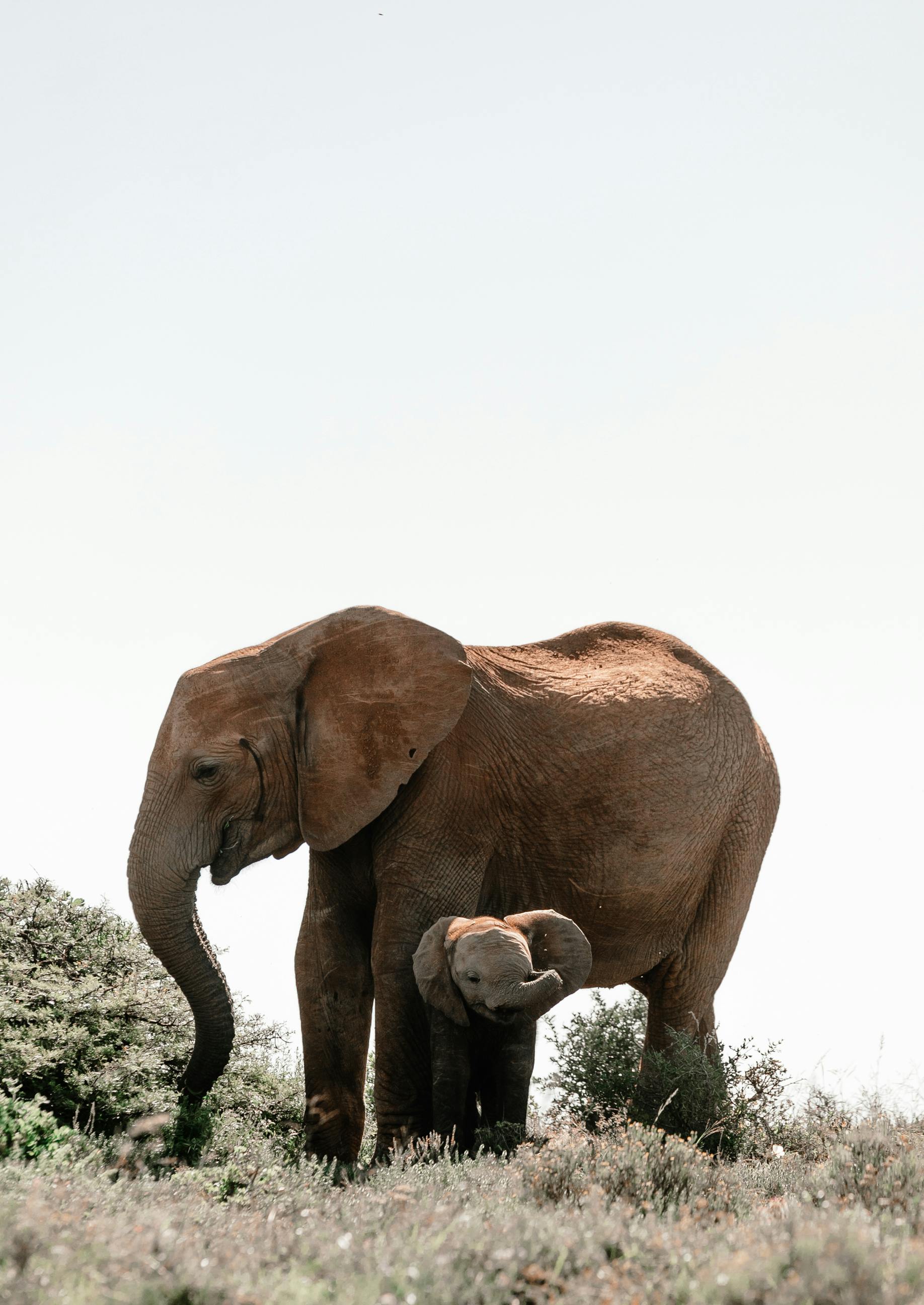 adult elephant standing above baby elephant on pasture