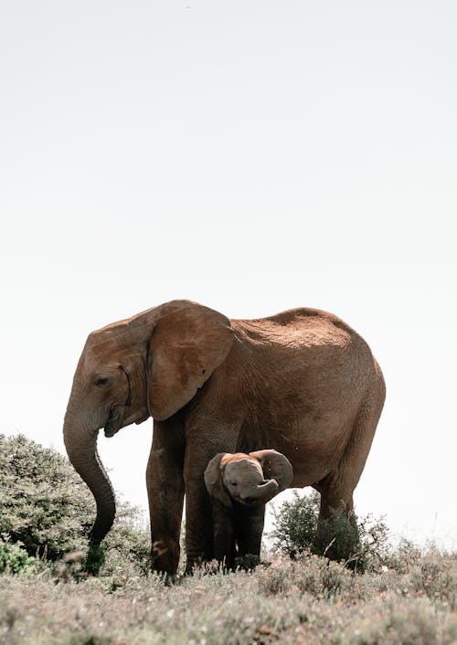 Adult elephant standing above baby elephant on pasture