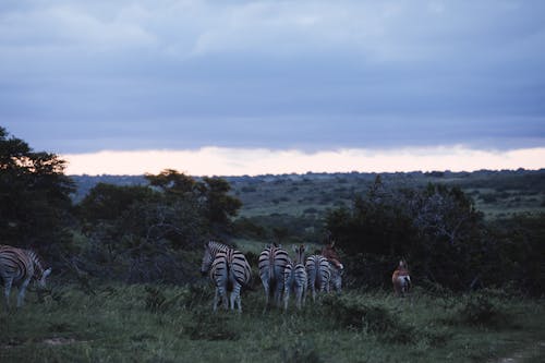 Afrika, ağaç, akşam içeren Ücretsiz stok fotoğraf