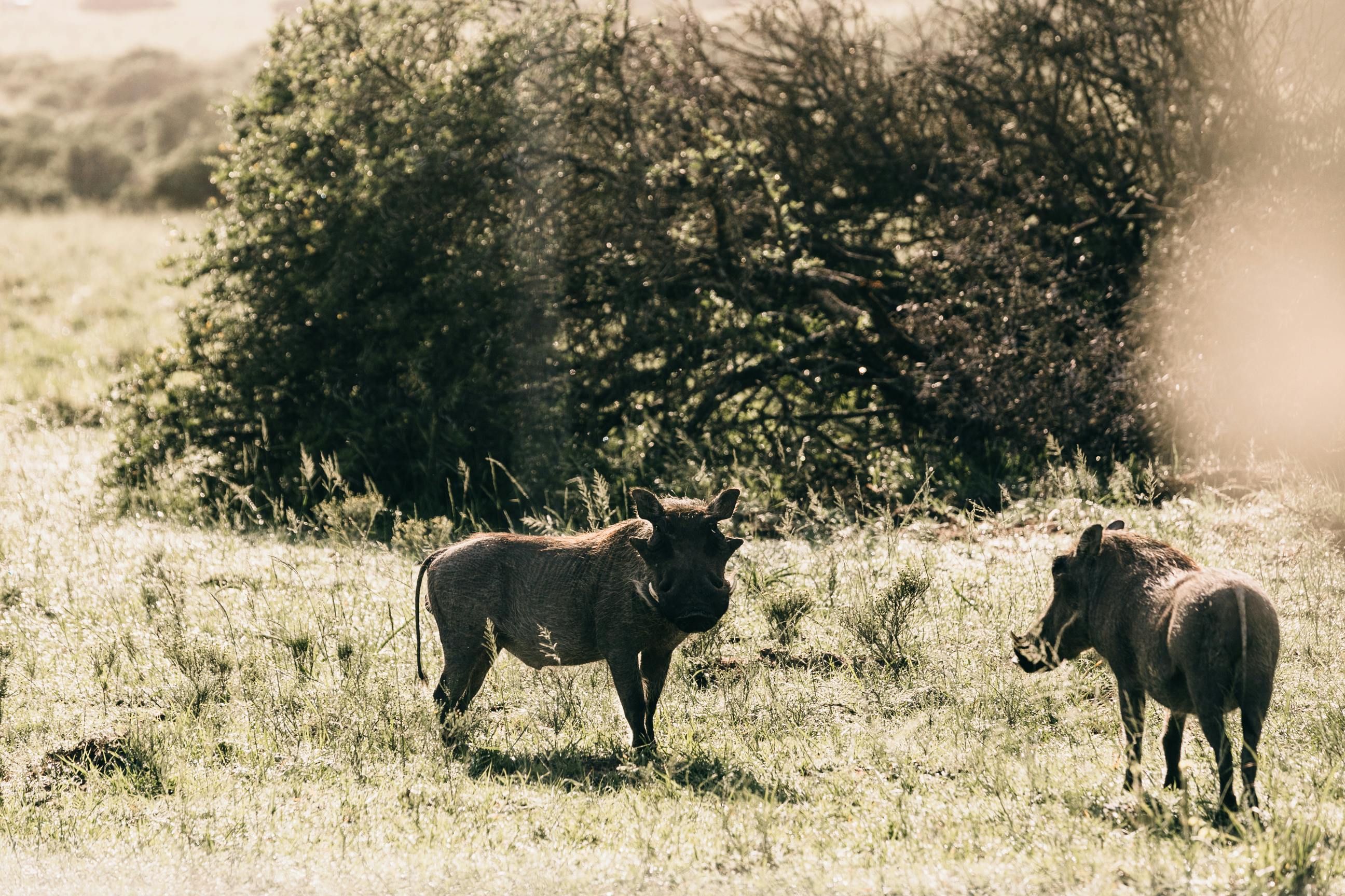 wild warthogs with tusks walking along dry terrain