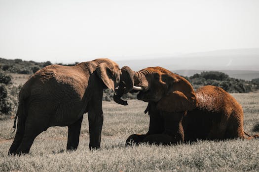 Wild elephant lying on dry grass land while gently touching trunk of smaller elephant in savanna on sunny day