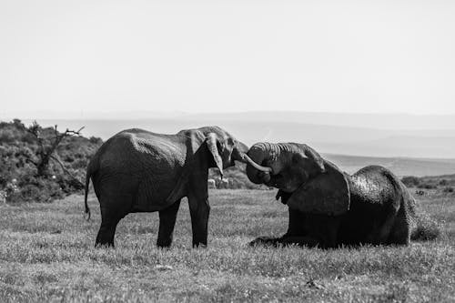 Gratis lagerfoto af afrika, bane, brun