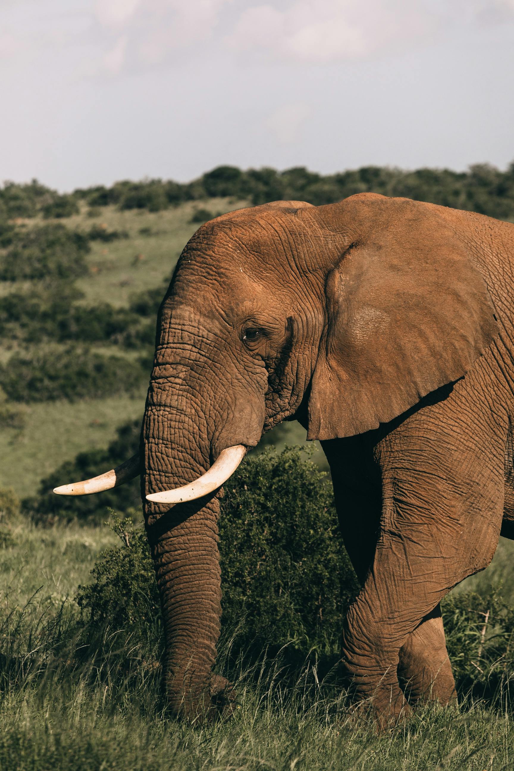 elephant grazing alone among bushes in nature