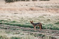 Black backed jackal standing on rural road