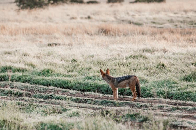 Black Backed Jackal Standing On Rural Road