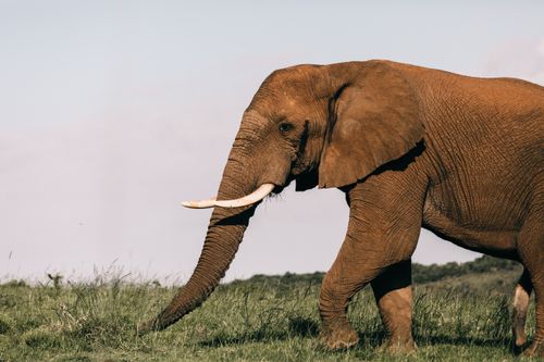 Free Huge wild elephant eating fresh green grass while pasturing alone in natural habitat on sunny summer day Stock Photo
