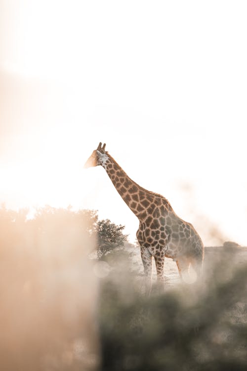 Lonely spotted giraffe with small horns resting among green shrubs