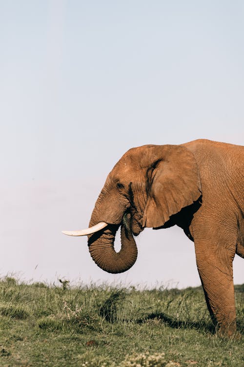 Adorable wild elephant feeding with long trunk
