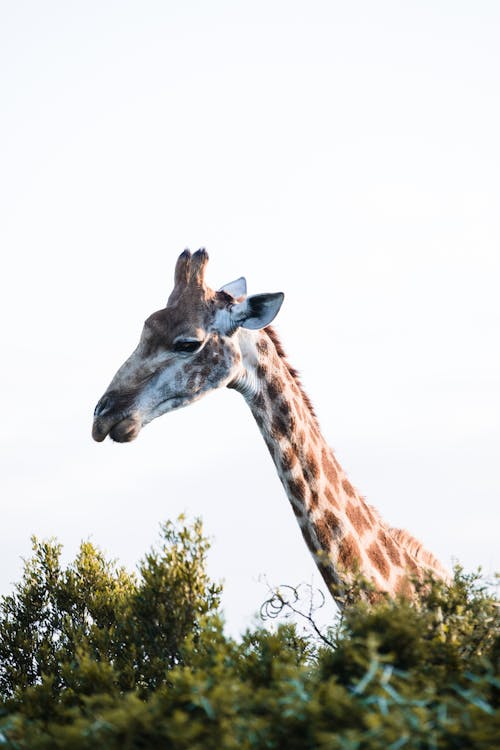 Cute wild giraffe standing behind green bush in natural habitat