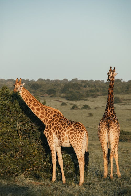 Wild giraffes with brown spots and long necks standing among green grassy meadow near tall shrub on cloudless day