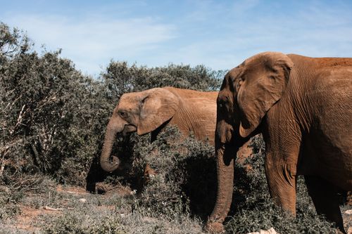 Free Side view of wild elephants with brown skin and long trunks walking through dry shrubs against blue sky on sunny day Stock Photo