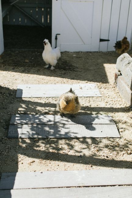 From above of small white and brown feathered silky chickens walking near wooden hen house on sunny summer day at farm