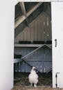 Domestic white silky chicken going out from wooden hen house with hay on floor on sunny summer day at farm
