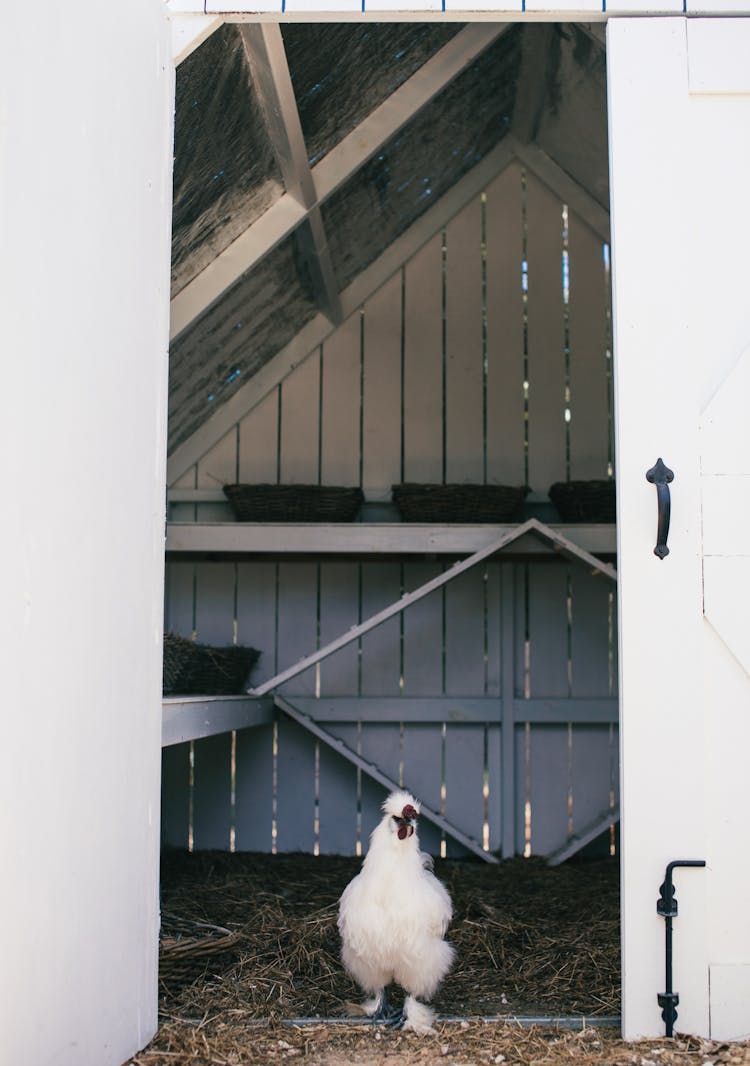 Domestic Fluffy Chicken Going Out From Wooden Hen House