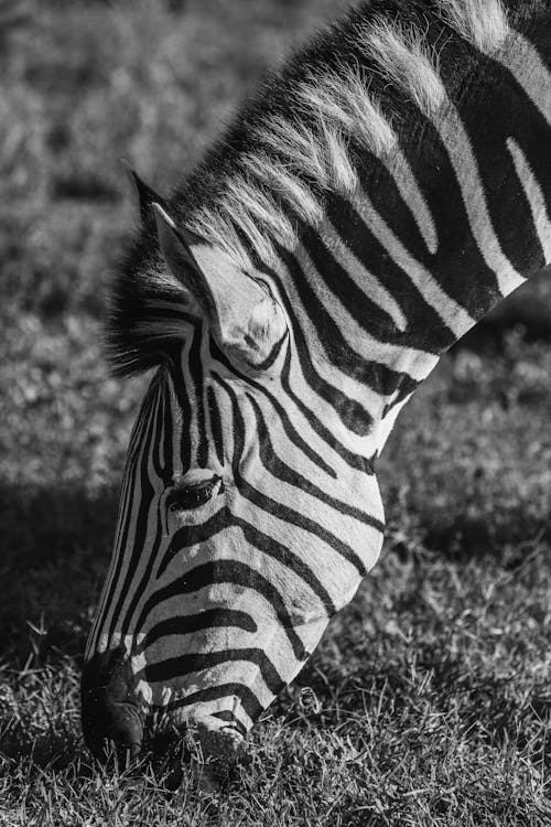 Fotos de stock gratuitas de animal, blanco y negro, cebra