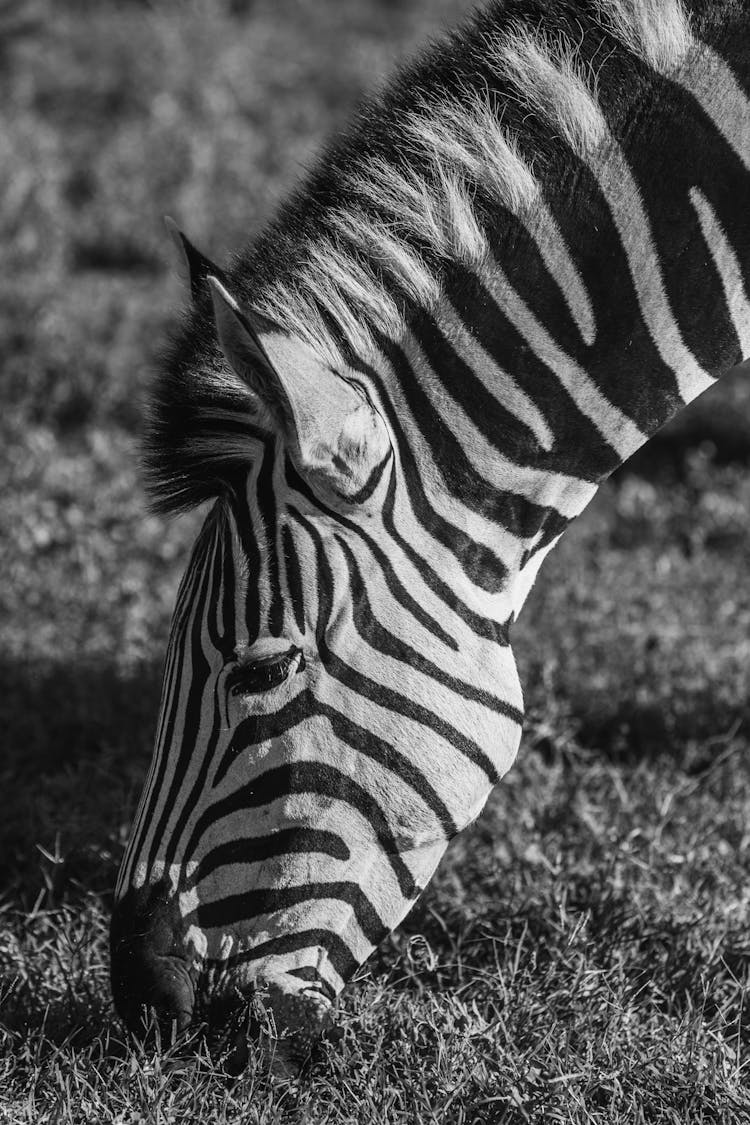 Zebra While Grazing