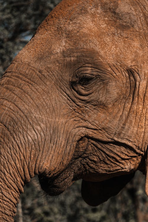 Wild elephant head in nature