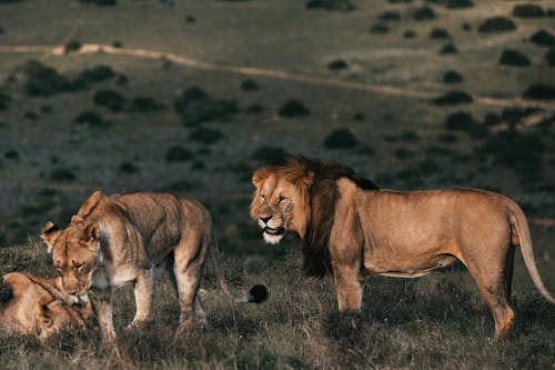 Free Lion and Lionesses in Savannah Stock Photo