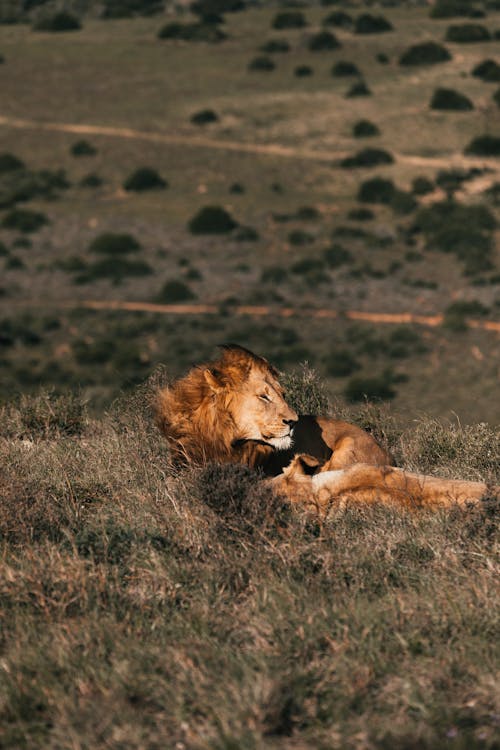 Wild lion resting in grass in daylight