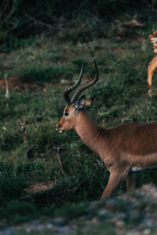 Free Wild brown antelope walking on green grass in summer day on meadow in savanna Stock Photo
