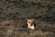 Wild lioness lying on hill in dry grass on sunny summer day in savanna