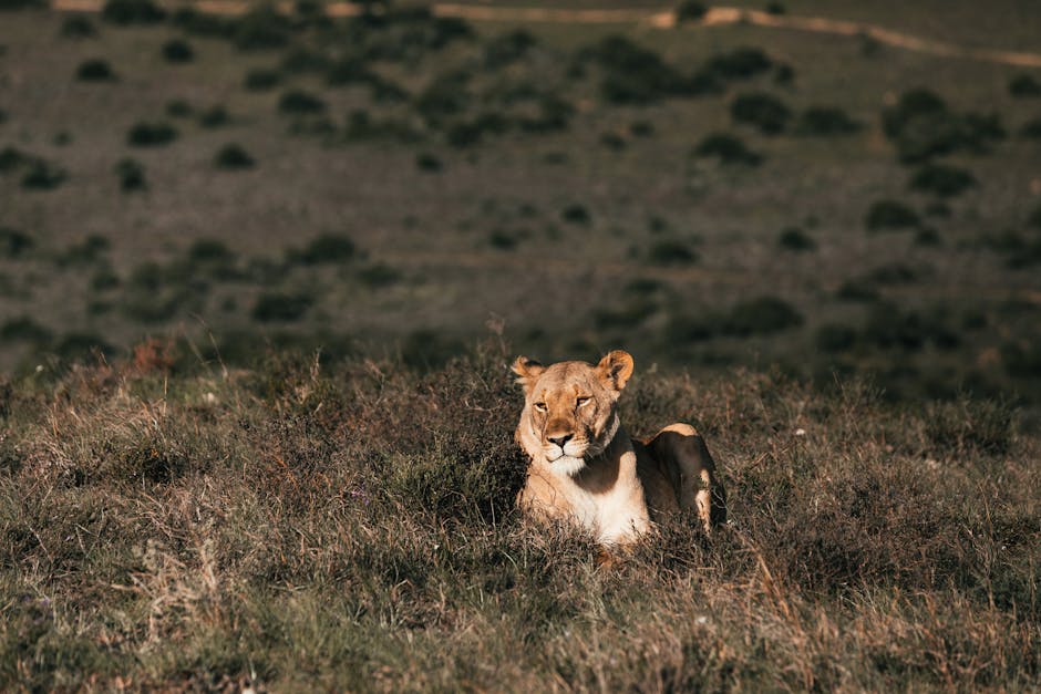 Lionne au repos dans la savane africaine Une lionne majestueuse se repose tranquillement dans la savane africaine dorée, un symbole fort du safari en Afrique. Quand Partir Safari Afrique