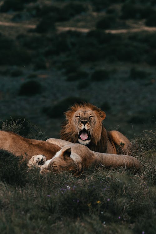 Wild lionesses and lion lying together in green grass on meadow in savanna