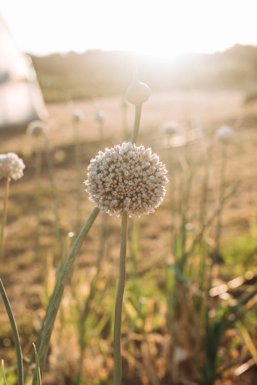 In buck lit view of dry field covered in grass and blooming plants in sunny summer morning