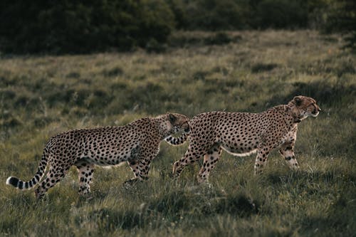 Wild cheetahs walking in meadow in daytime