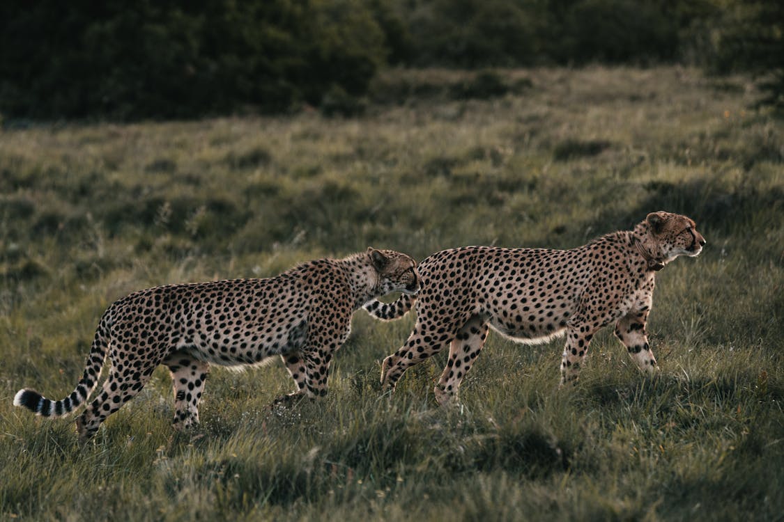 Free Wild cheetahs walking in meadow in daytime Stock Photo