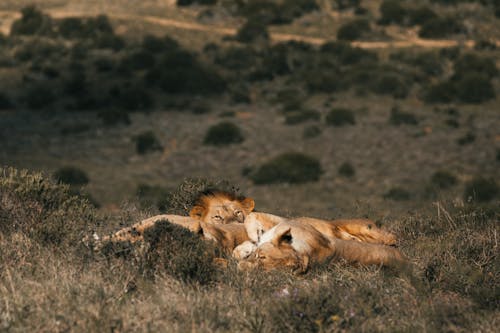 Wild lionesses and lion sleeping on meadow together in green grass in summer sunny day