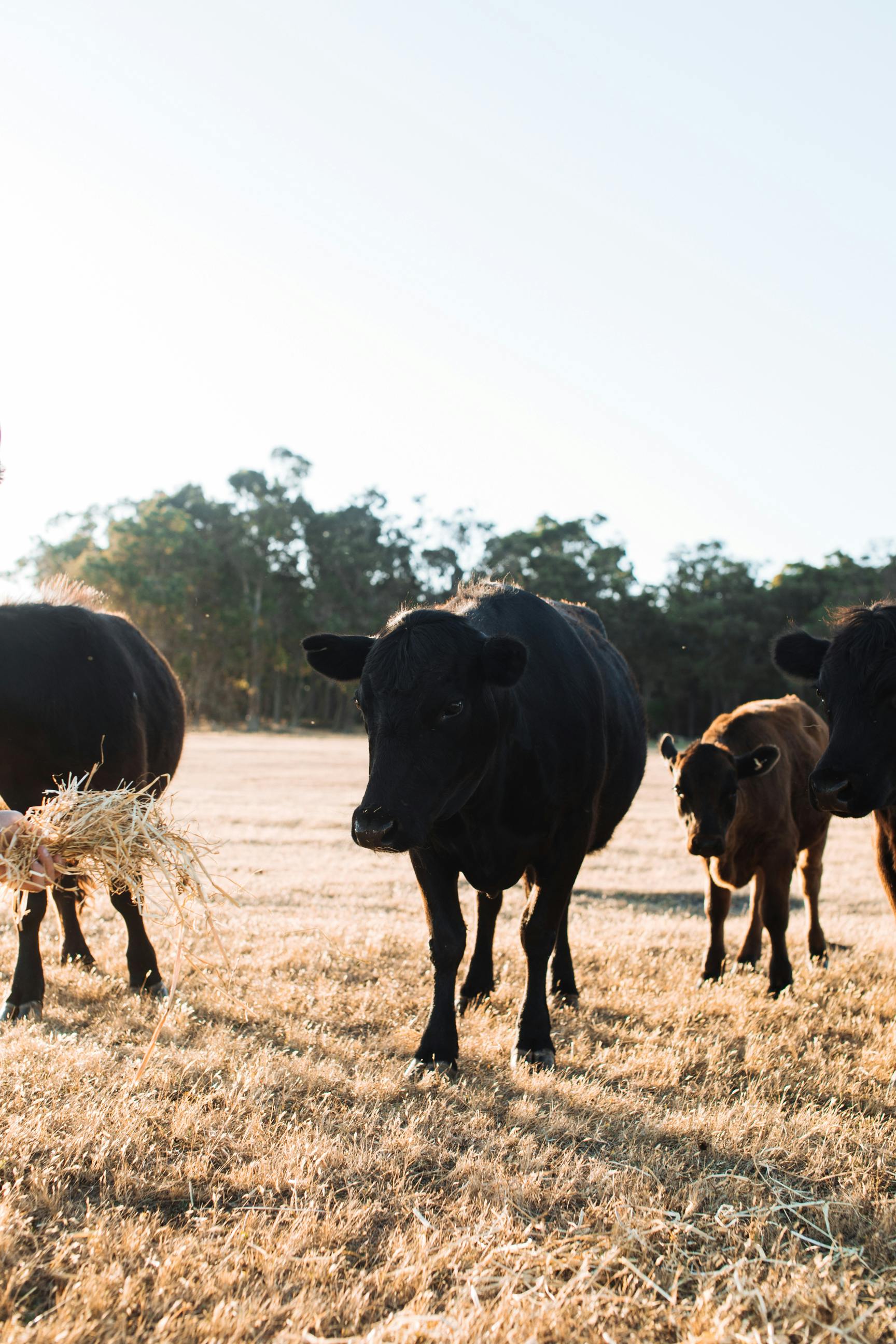 cows pasturing on field in countryside