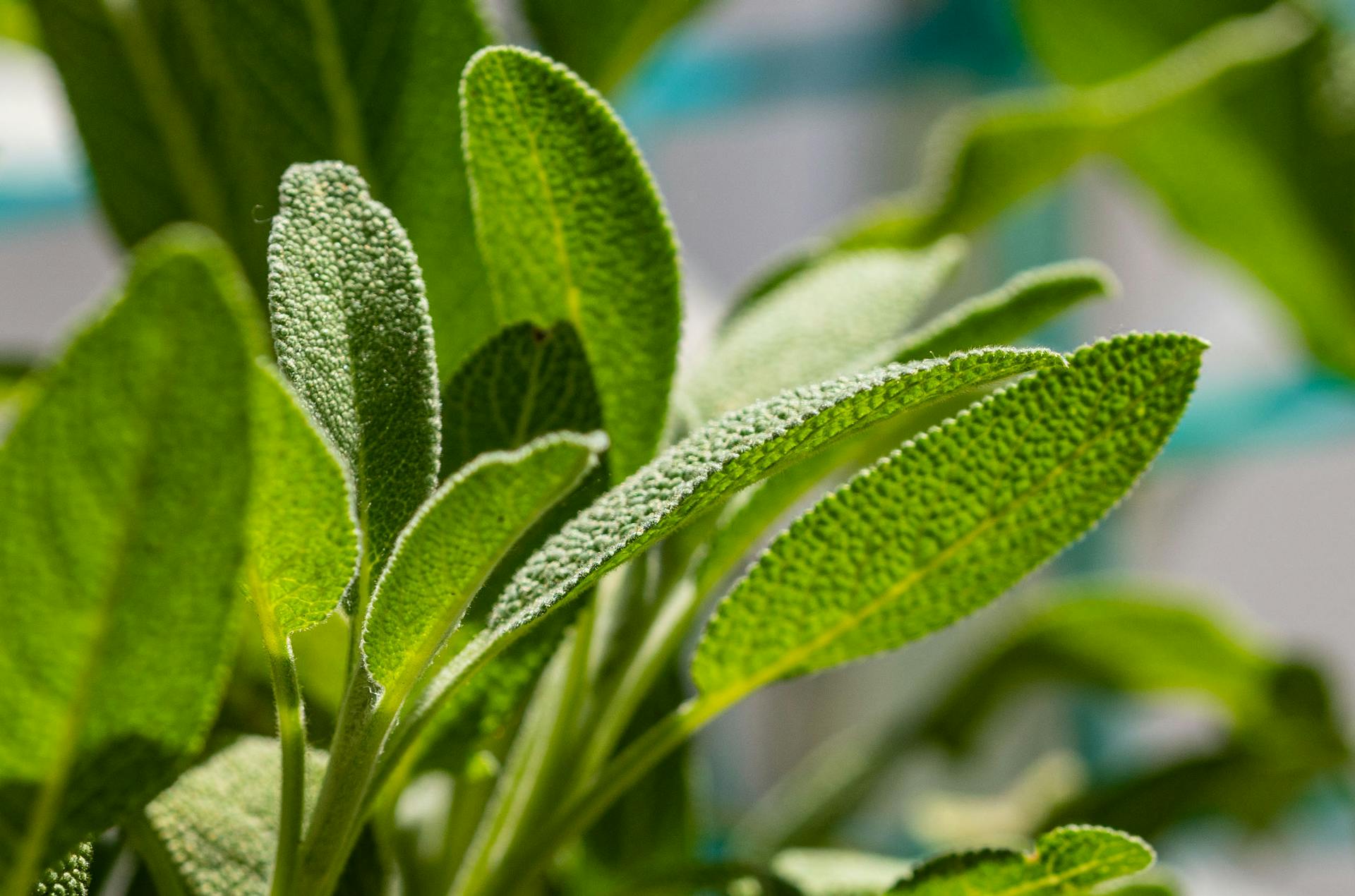 Detailed close-up of lush green sage leaves thriving in natural sunlight, perfect for nature themes.