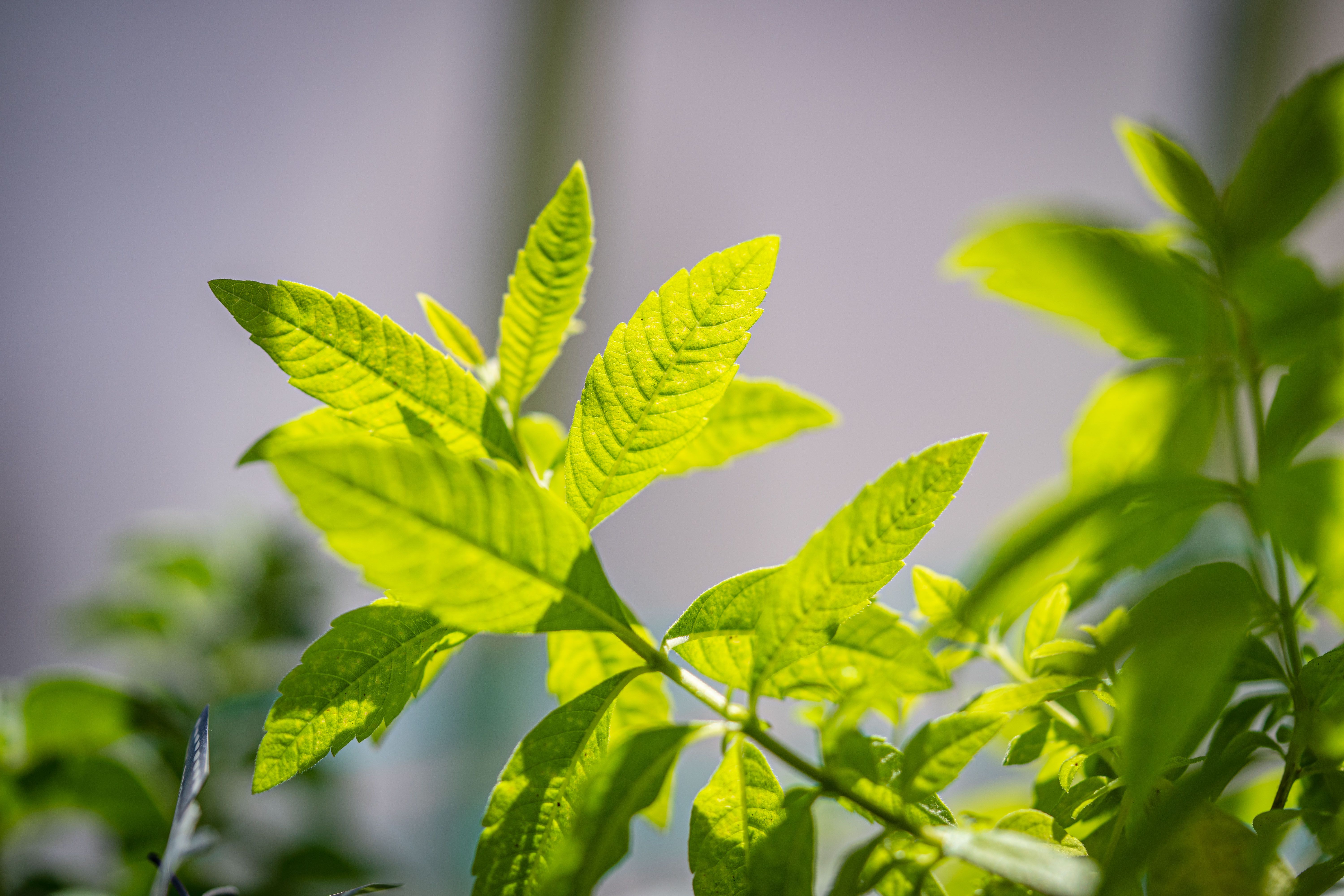 Identificação genômica e expressão da família MYB em Desmodium styracifolium