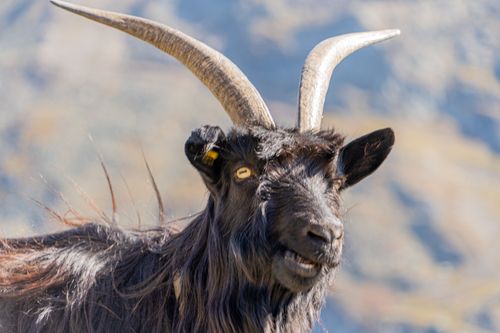 Free stock photo of mountain goat Stock Photo