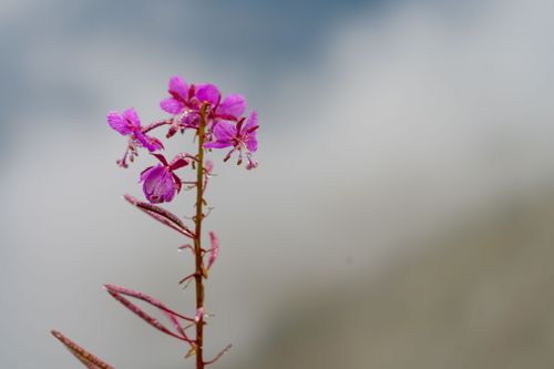 Free stock photo of flower, pink, pink flower Stock Photo