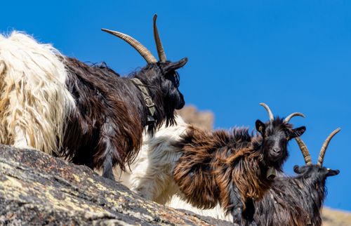 Free stock photo of goat, mountain goat Stock Photo