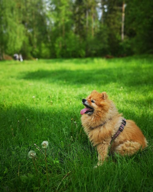 Photo of a Pomeranian Dog