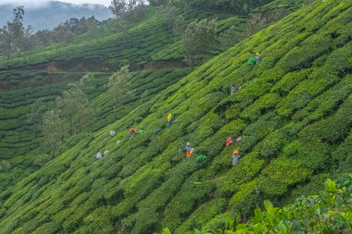 Free Workers in Tea Plantation Stock Photo