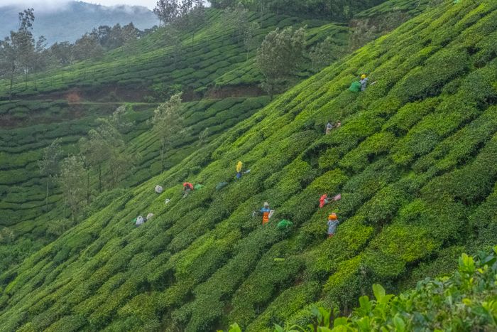 Tea workers plucking fresh tea leaves by hand on a Munnar plantation
