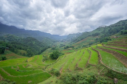 Terraced Rice Paddy Fields in Mountains