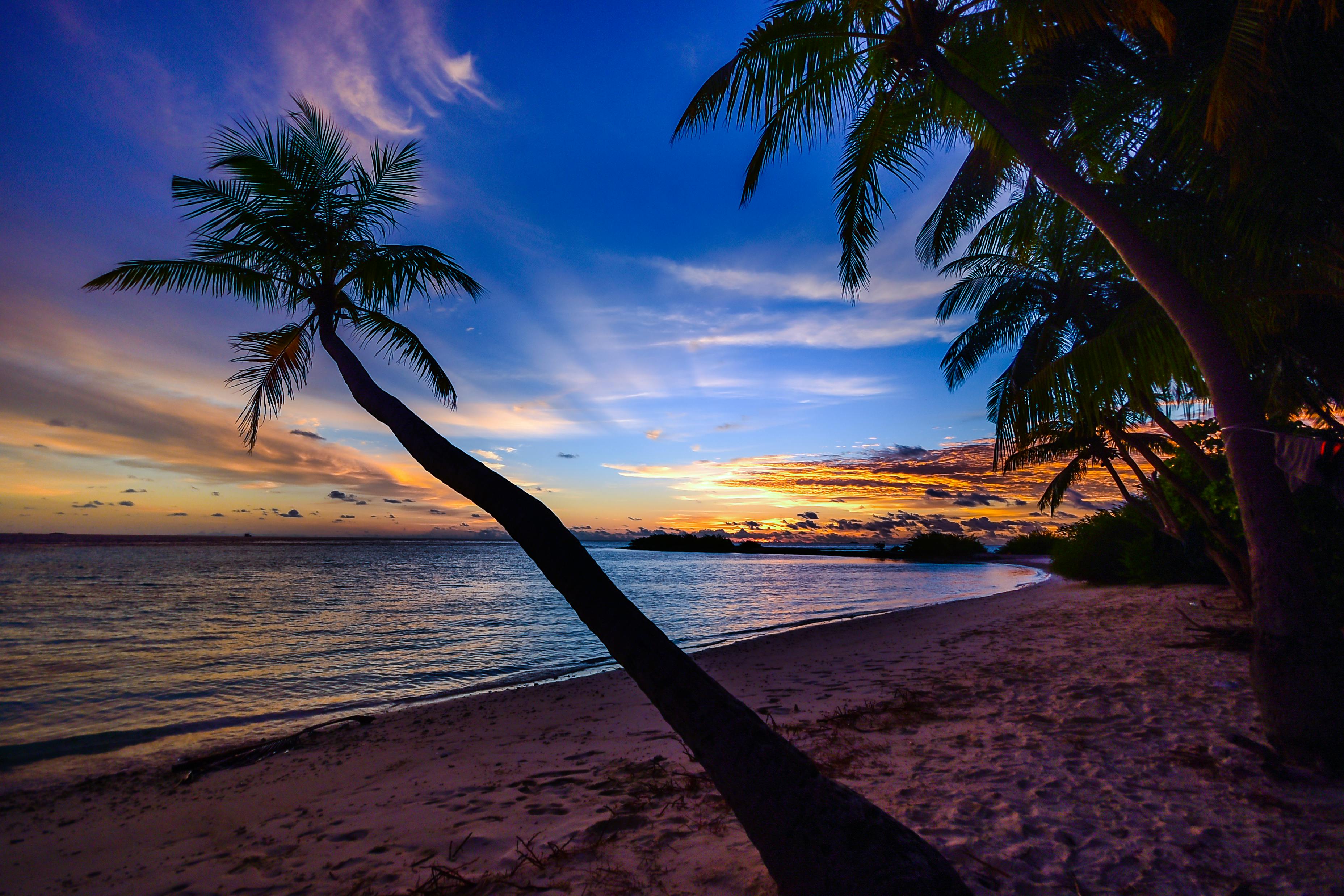 green coconut trees