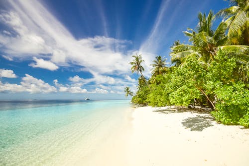 Free Green Trees Near Seashore Under Blue Sky Stock Photo