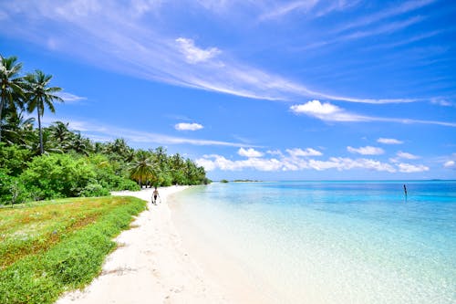 Seashore and Trees