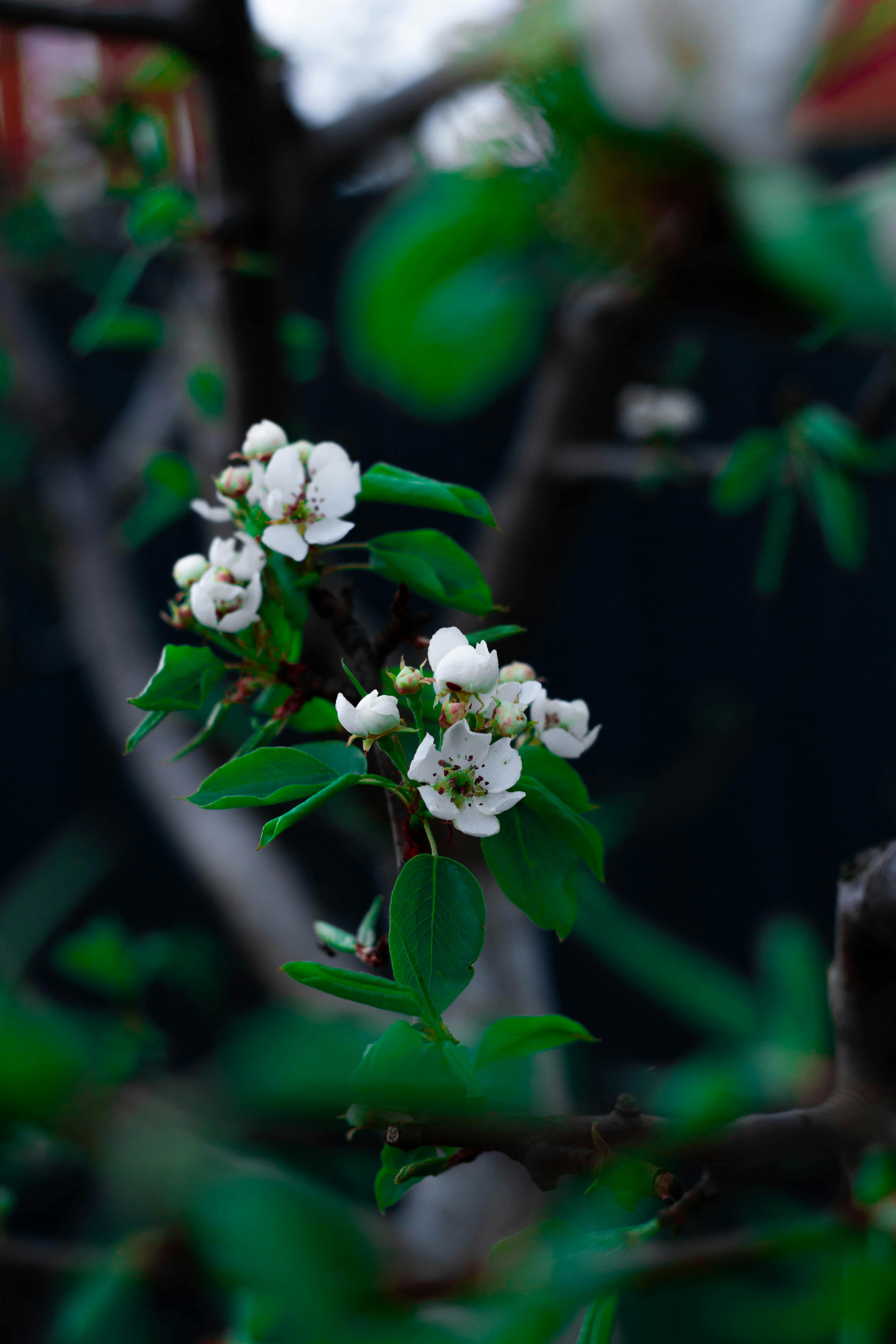 Twig with blooming flowers on gray background · Free Stock Photo