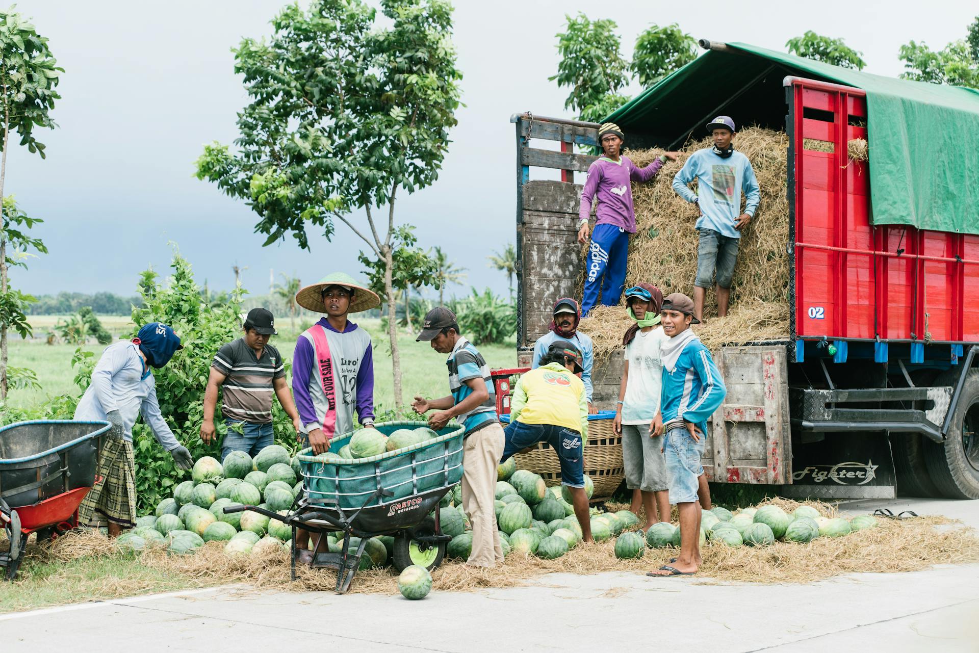 Group of farm workers loading fresh watermelons onto a truck in a rural area.